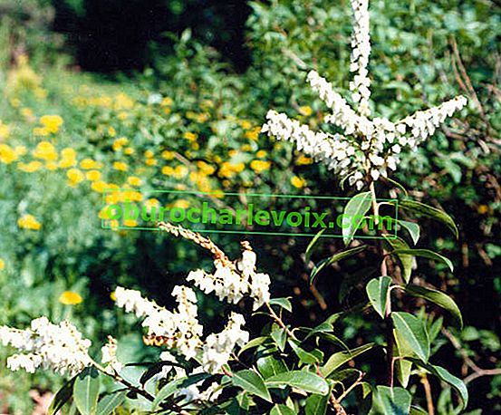 Pieris hojně kvetoucí (Pieris floribunda)