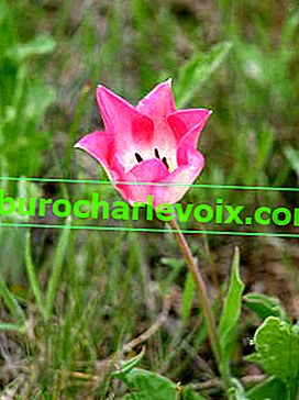 Schrenckův tulipán (Tulipa schrenkii)