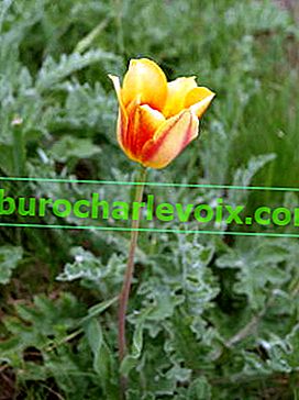 Лалето на Шренк (Tulipa schrenkii)