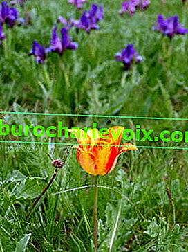 Schrenckov tulipan (Tulipa schrenkii)