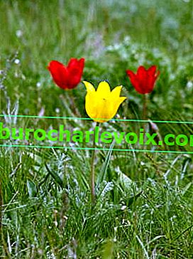 Schrenckův tulipán (Tulipa schrenkii)