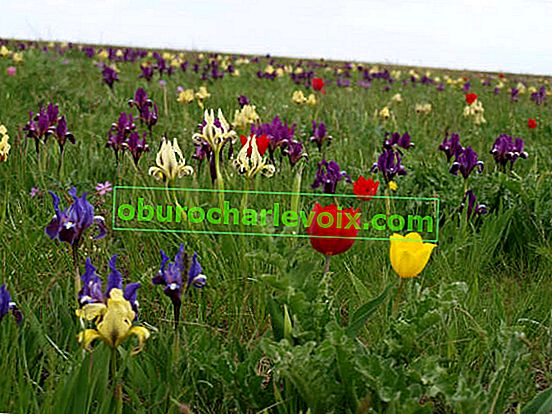 Schrenckův tulipán (Tulipa schrenkii) a kosatec trpasličí (Iris pumila)