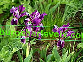 Iris pritlikav (Iris pumila)