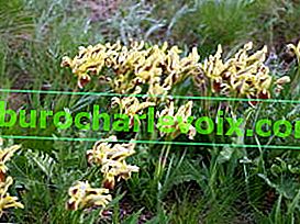 Iris trpaslík (Iris pumila)