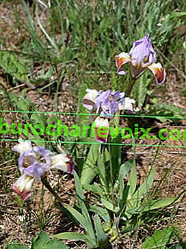 Iris trpaslík (Iris pumila)