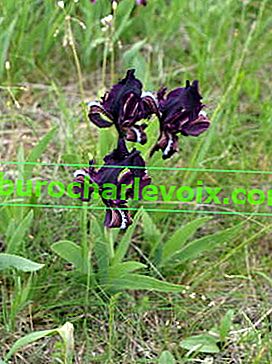 Ирис джудже (Iris pumila)
