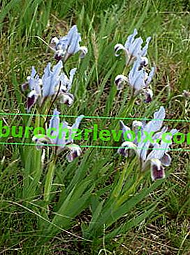 Ирис джудже (Iris pumila)