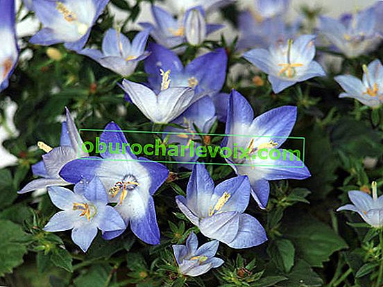 Звънче цвете Starina Bicolor Star