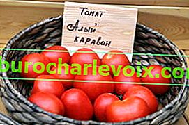 Tomato Scarlet Caravan