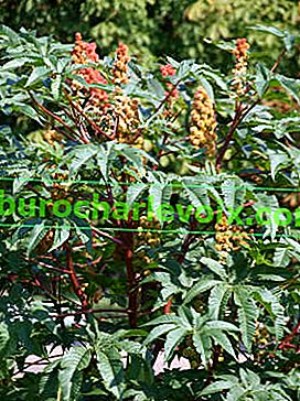 Rostlina ricinového oleje (Ricinus communis) 