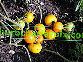 Rajčica Naranča