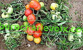 Tomato Yamal-200