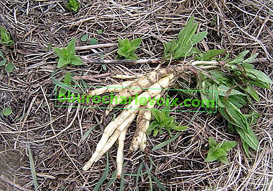 Marsh honička (Stachys palustris)