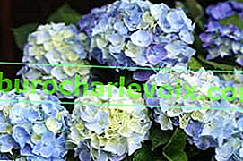 Hortenzie velkolistá (Hydrangea macrophylla)