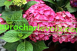 Hortenzija krupnih listova (Hydrangea macrophylla)
