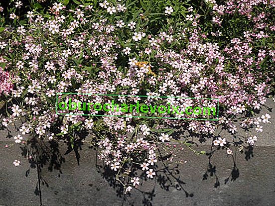 Сапунена трева от босилек (Saponaria ocymoides) 