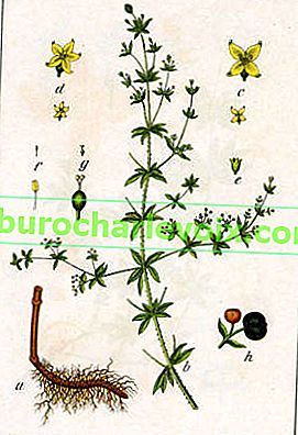 Боядисване на по-мадама (Rubia tinctorum syn. Galium rubuim)