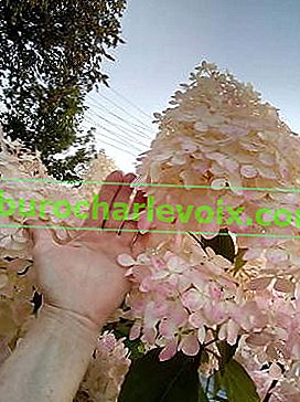 Hydrangea paniculata Phantom