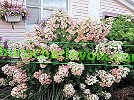 Hydrangea paniculata Mega Mindy u jesen