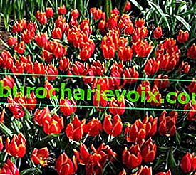 Tulip Schrenkii