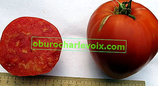 Tomato Babushkin F1