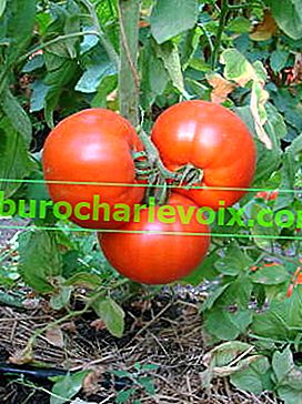 Tomate Borsch