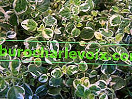Oregano variegata