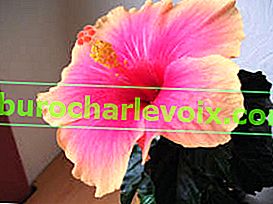 Hibiscus Tivoli (Tivoli)