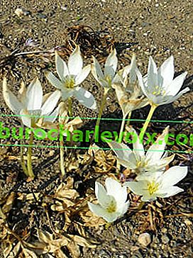 Колхиум великолепен (Colchicum speciosum) Албум