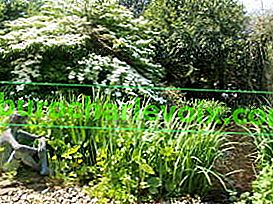 Denmanov vrt
