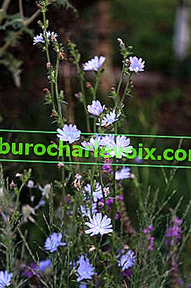 Gemeiner Chicorée (Cichorium intybus)