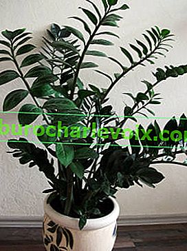 Zamioculcas zamiifolia (Zamioculcas zamiifolia)