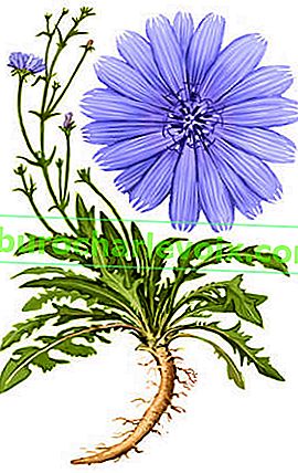 Цикорій звичайний (Cichorium intybus)