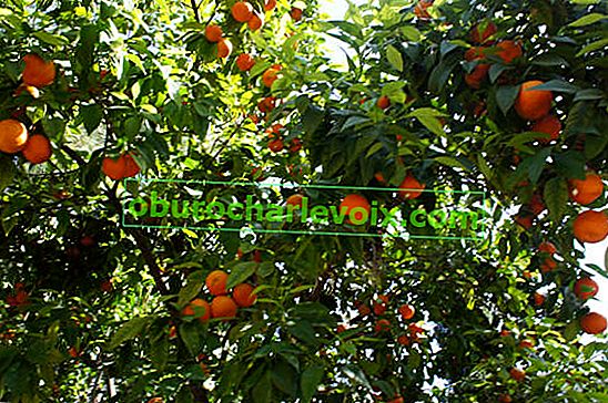 Mandarinovo drvo