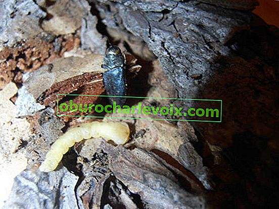 Modrá borovice zlatá rybka a její larva z mrtvé borovice