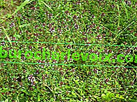 Пълзяща мащерка (Thymus serpyllum)