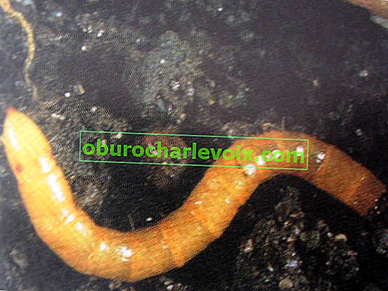 Wireworm - larva klikacího brouka