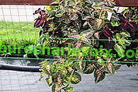 Plectranthus scutellaria ili hibridni koleus (Plectranthus scutellarioides) Fantastična mješavina