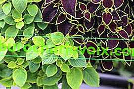 Plectranthus scutellaria nebo hybridní coleus (Plectranthus scutellarioides) Fusion Versace mix