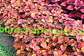 Logorska vatra Plectranthus scutellaria ili hibridni Coleus (Plectranthus scutellarioides)