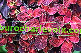 Plectranthus scutellaria nebo hybridní Coleus (Plectranthus scutellarioides) Wizard Velvet