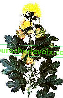 Chryzantéma moruše