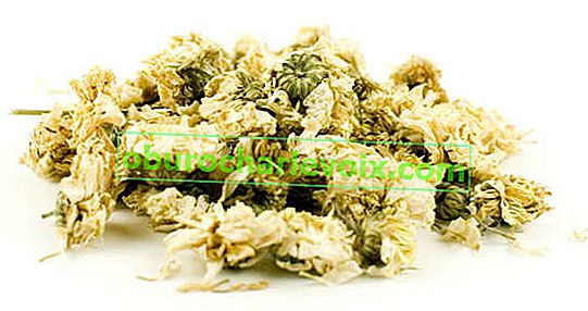 Хризантема черница, лечебна суровина