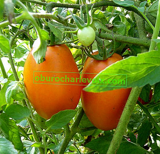 Tomatenleiden: 7 Aspekte für eine gute Tomatenernte