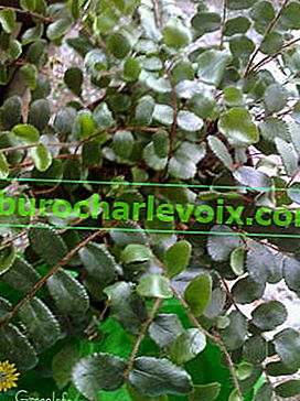 Пелета с кръгли листа (Pellaea rotundifolia)
