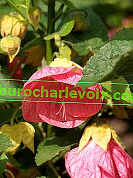 Abutilon hibrid (Abutilon x hybridum) Bella F1