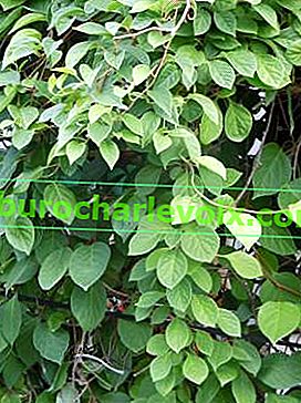 Шизандра китайска (Shisadra chinensis)