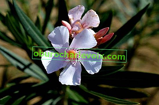 Oleander običan
