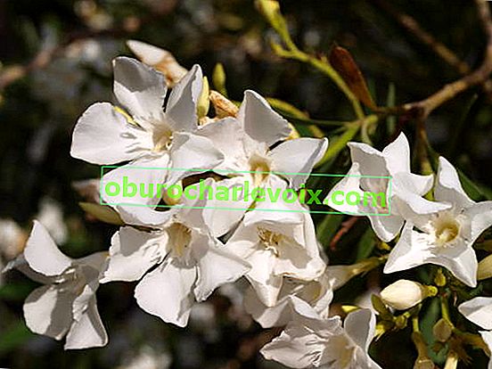 Oleander običan