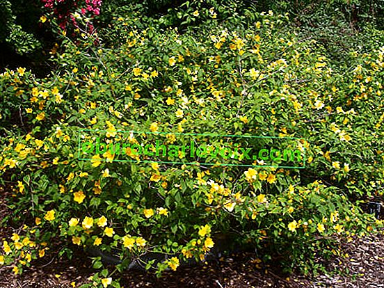 Japonská Keria (Kerria japonica)
